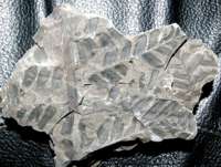 Carboniferous fossil plant