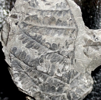 Carboniferous fossil plant