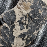  fossil fern, Mariopteris nervosa