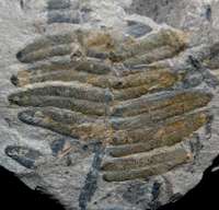 Carboniferous fossil plant