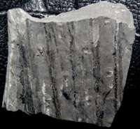 Carboniferous fossil plant