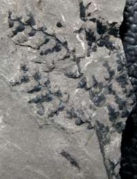 Carboniferous fossil plant