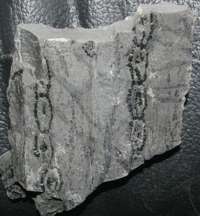 Carboniferous fossil plant