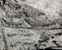 Carboniferous fossil plant