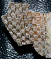 Carboniferous fossil plant