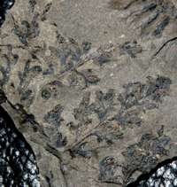 Carboniferous fossil sporangia