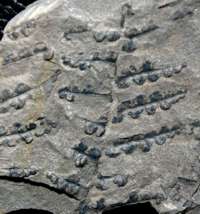 Sphenopteris hoeninghausi