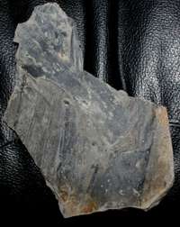 Cordaites borassifolius, Carboniferous fossil plant