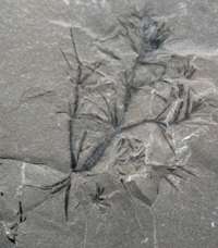 Annularia spicata Carboniferous fossil plant