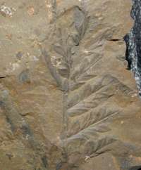 Mariopteris, Carboniferous plant 