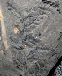 Urnatopteris, Carboniferous plant 