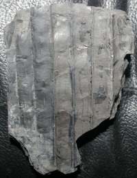 Sigillaria, Carboniferous plant