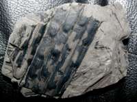 Sigillaria, Carboniferous plant