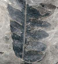 Lonchopteris rugosa, Carboniferous plant 