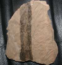 Ulodendron