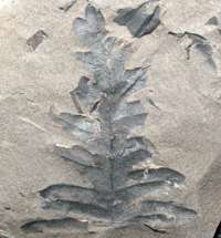 Lonchopteris