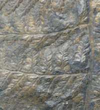 Sphenopteris