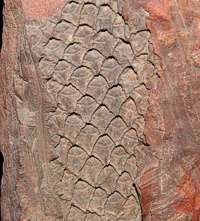Lepidophloios