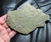 Cooksonia oldest fossil land plant