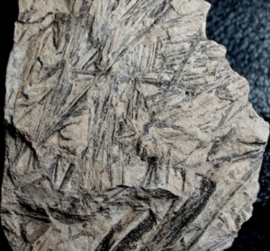 Czekanowskia rigida, Jurassic fossil plant