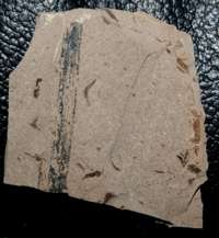 Oligocene fossil plant