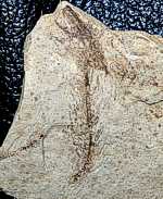 permian fossil plant.jpg