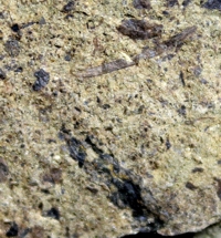 Cooksonia