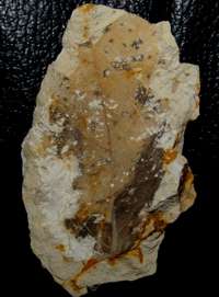 Miocene tossil leaf