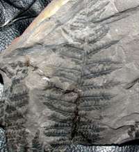  fossil tree fern