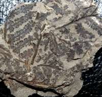fossil fern with sporangia