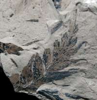 Mariopteris acuta