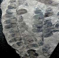 Neuropteris