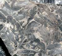 Carboniferous fossil fern