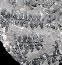 Sphenopteris baeumleri fossil fern