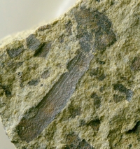 Cooksonia