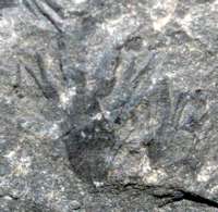 Aphlebia