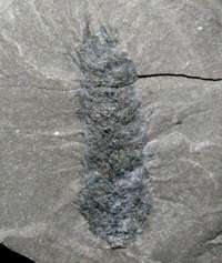 Carboniferous fossil cone