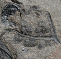 Eusphenopteris trigonophylla