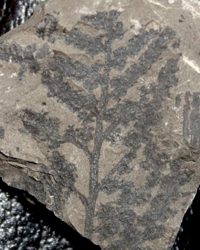 fossil fertile organ