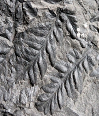 Mariopteris nervosa
