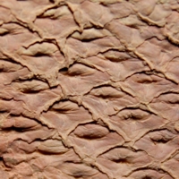 Carboniferous lycophyte plant