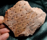 Lepidodendron