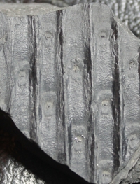 Sigillaria elongata
