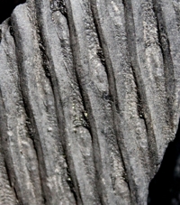 Sigillaria voltzi