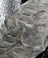  fossil plant, Lonchopteris rugosa