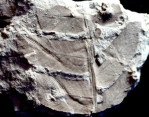 Cladophlebis denticulata Jurassic fossil plant