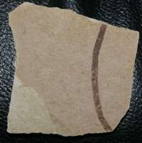 Fossil algae, Phaeophyta