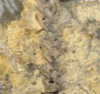 Walchia piniformis, permian fossil plant