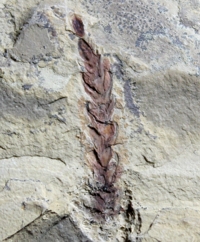Walchia piniformis, permian fossil plant