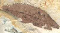 Miocene fossil plant